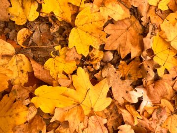A colorful carpet of autumn leaves in Coroiești, Romania, showcasing vibrant fall colors.