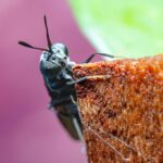 Macro shot of a black soldier fly perched on wood with a vibrant pink background.