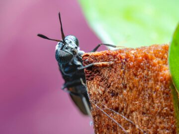 Macro shot of a black soldier fly perched on wood with a vibrant pink background.