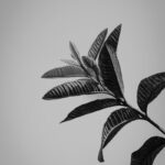 Artistic black and white close-up of tropical leaves with a minimalistic aesthetic.