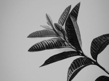 Artistic black and white close-up of tropical leaves with a minimalistic aesthetic.