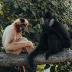 Two monkeys perched on a branch, surrounded by lush greenery in their natural habitat.