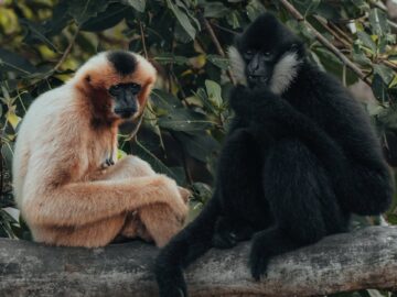 Two monkeys perched on a branch, surrounded by lush greenery in their natural habitat.