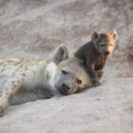 Heartwarming image of a mother hyena with cub resting on sandy ground.