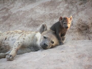 Heartwarming image of a mother hyena with cub resting on sandy ground.