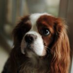 Captivating close-up portrait of a Cavalier King Charles Spaniel indoors, showing its expressive eyes and long ears.