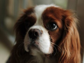 Captivating close-up portrait of a Cavalier King Charles Spaniel indoors, showing its expressive eyes and long ears.