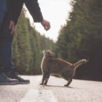 A man bends down to interact with a curious tabby cat on a serene forest road.