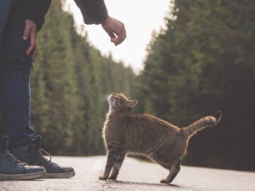 A man bends down to interact with a curious tabby cat on a serene forest road.