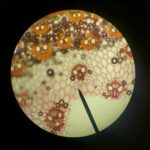 An intricate microscopic view of plant cells showing vibrant patterns and structures through a microscope lens.