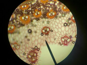 An intricate microscopic view of plant cells showing vibrant patterns and structures through a microscope lens.