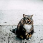 A fluffy tabby cat sits outdoors on a concrete pavement showing its teeth.