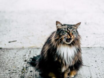 A fluffy tabby cat sits outdoors on a concrete pavement showing its teeth.
