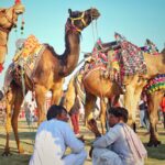 Vibrant market scene with adorned camels and local men in traditional attire.