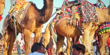 Vibrant market scene with adorned camels and local men in traditional attire.
