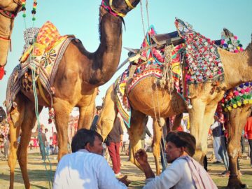 Vibrant market scene with adorned camels and local men in traditional attire.