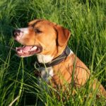 A joyful Staffordshire Terrier sits in a lush green field during a sunny day.