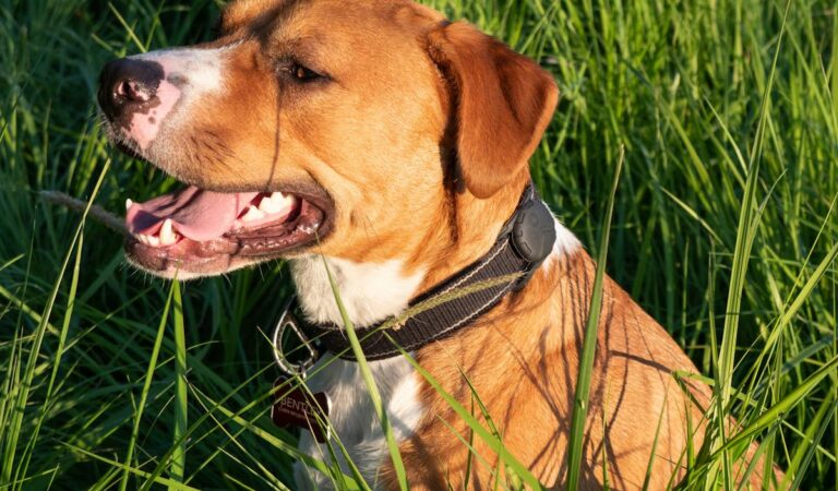 Bull Terrier vs. Pit Bull: Key Differences in Terrier Breeds