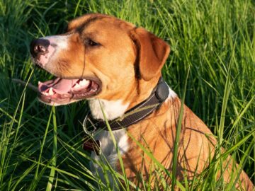 A joyful Staffordshire Terrier sits in a lush green field during a sunny day.