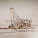 Detailed macro shot of a Southern Wartbiter cricket in Konin, Poland.