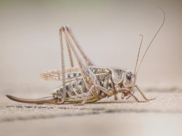 Detailed macro shot of a Southern Wartbiter cricket in Konin, Poland.