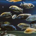 A diverse group of colorful fish swimming gracefully in an aquarium tank.