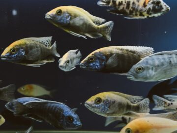 A diverse group of colorful fish swimming gracefully in an aquarium tank.