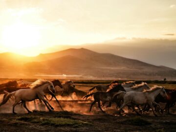 A herd of wild horses galloping dramatically across the dusty plains during a vibrant sunset.