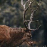 Close-up portrait of a majestic elk with antlers in natural surroundings, highlighting wildlife beauty.