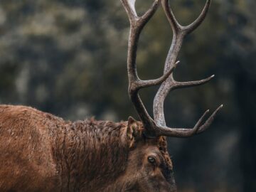 Close-up portrait of a majestic elk with antlers in natural surroundings, highlighting wildlife beauty.