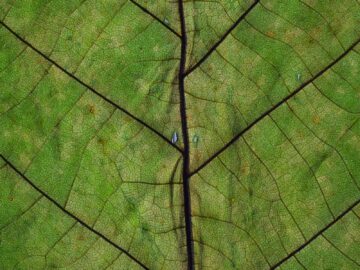 Detailed close-up of a green leaf showing its intricate vein pattern.