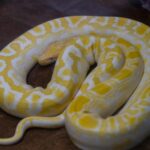 Close-up of a stunning albino python with yellow patterns, coiled beautifully on a surface.
