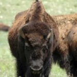 A bison in a grassy field with a bird perched on its back, showcasing coexistence in nature.