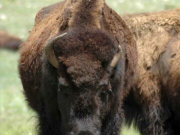 A bison in a grassy field with a bird perched on its back, showcasing coexistence in nature.