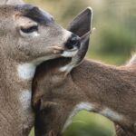 Close-up of two deer nuzzling in a serene natural setting.