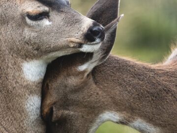 Close-up of two deer nuzzling in a serene natural setting.