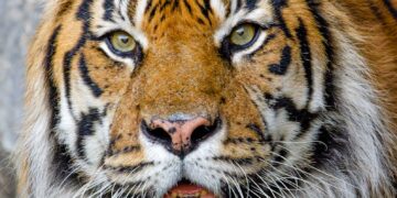 Intense gaze of a Bengal tiger showcasing its majestic beauty and power.