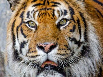 Intense gaze of a Bengal tiger showcasing its majestic beauty and power.