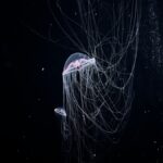 Captivating image of jellyfish swimming gracefully in Monterey Bay Aquarium, showcasing their ethereal beauty.