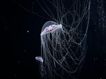 Captivating image of jellyfish swimming gracefully in Monterey Bay Aquarium, showcasing their ethereal beauty.