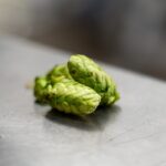 A focused view of fresh green hops placed on a reflective metal surface, showcasing texture and freshness.