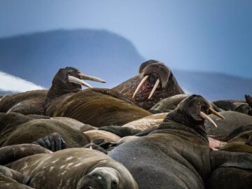 Group of walruses with tusks relaxing on a rocky Arctic beach. Wildlife photography.