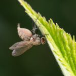 Detailed macro photograph of a fly infected by Entomophthora muscae fungus on a leaf edge.