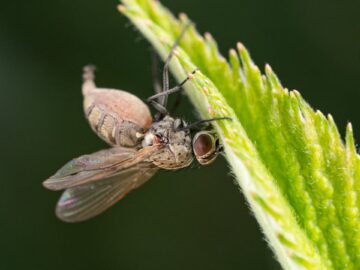 Detailed macro photograph of a fly infected by Entomophthora muscae fungus on a leaf edge.