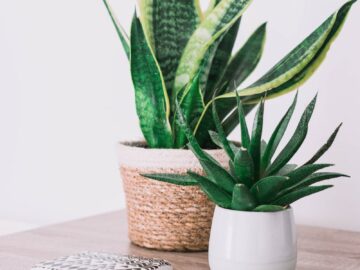 Stylish interior with a snake plant and aloe on a wooden table, perfect for modern decor.