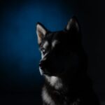 Majestic Siberian Husky with blue background captured under dramatic studio lighting.