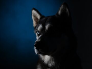 Majestic Siberian Husky with blue background captured under dramatic studio lighting.