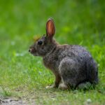 Cute wild rabbit sitting on green grass path in a woodland setting.