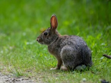 Cute wild rabbit sitting on green grass path in a woodland setting.
