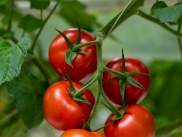 Juicy red tomatoes growing on a vine in a natural setting, showcasing fresh produce.